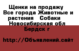 Щенки на продажу - Все города Животные и растения » Собаки   . Новосибирская обл.,Бердск г.